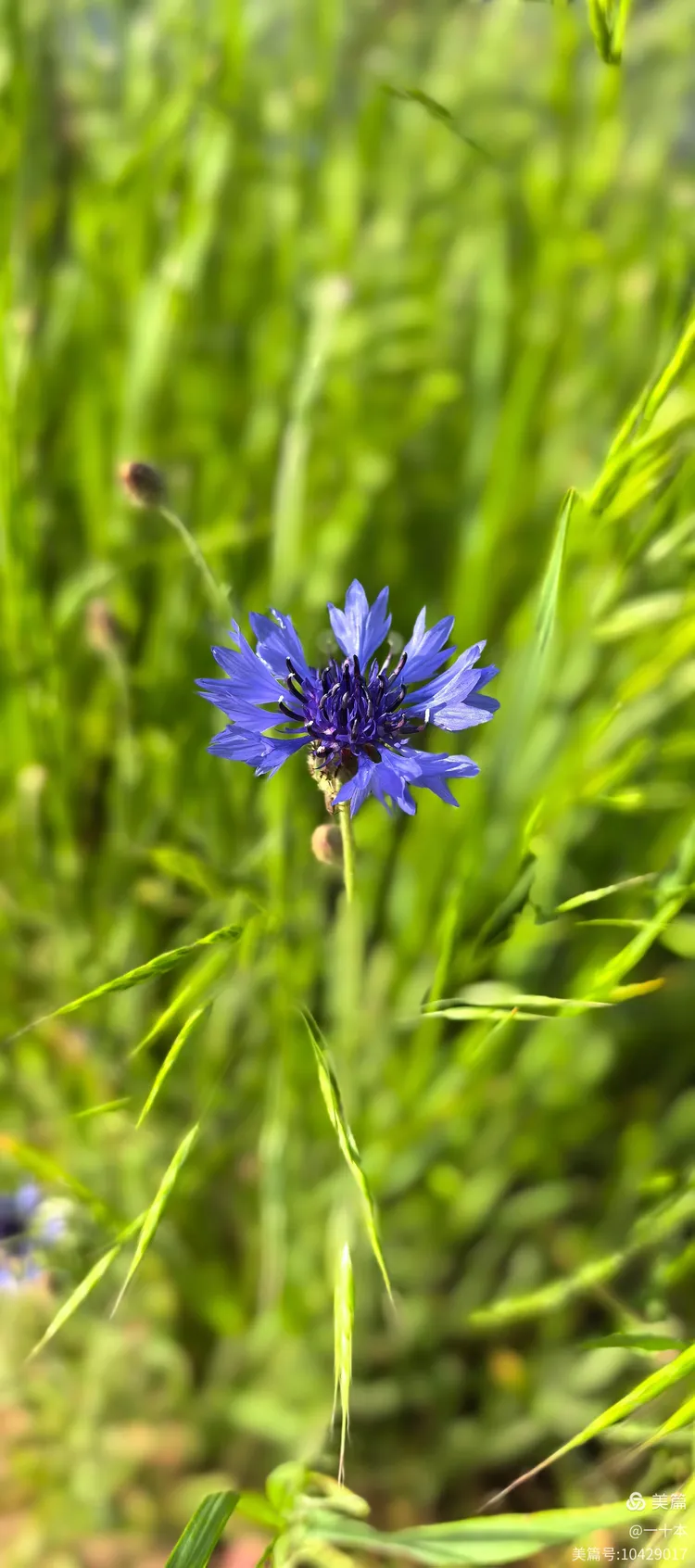 朝阳下的小蓟花